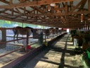 Horses in stalls